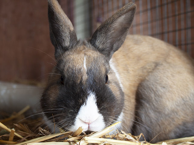 CAPA Pet of the Week -- Lance